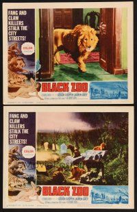 3p620 BLACK ZOO 2 LCs '63 cool horror images of fang and claw killers on the prowl!