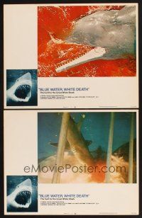 4m963 BLUE WATER, WHITE DEATH 2 LCs '71 gruesome bloody images of sharks feeding!