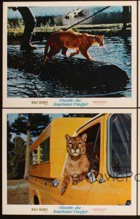 4m911 CHARLIE THE LONESOME COUGAR 4 LCs '67 Walt Disney, smiling teen-age mountain lion!
