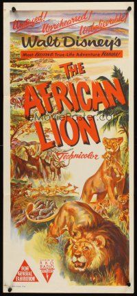 4y165 AFRICAN LION Aust daybill '55 Walt Disney jungle safari documentary, cool animal artwork!