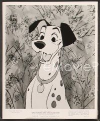 5a997 ONE HUNDRED & ONE DALMATIANS 2 8x10 stills '61 most classic Walt Disney canine cartoon!