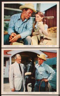 5a193 GYPSY COLT 8 color 8x10 stills '54 Ward Bond, Frances Dee, young Donna Corcoran & stallion!