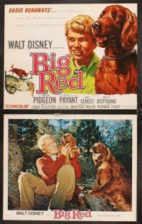 5r088 BIG RED 8 LCs '62 Disney, Walter Pigeon, Gilles Payant, Irish Setter dog!