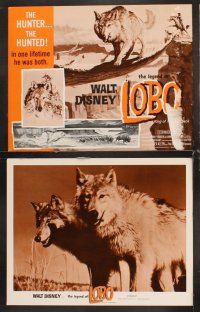 5r321 LEGEND OF LOBO 8 LCs '63 Walt Disney, King of the Wolfpack, cool images of wolf being hunted!