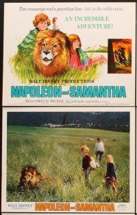 5r037 NAPOLEON & SAMANTHA 9 LCs '72 Michael Douglas, Jodie Foster & Johnny Whitaker & lion!