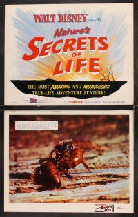 5r471 SECRETS OF LIFE 8 LCs '56 Disney's most amazing & miraculous True Life Adventure feature!