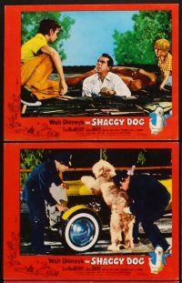 5r811 SHAGGY DOG 6 LCs '59 Disney, Fred MacMurray in the funniest sheep dog story ever told!