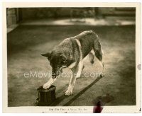 6c628 RIN-TIN-TIN 8x10 still '20s cool image of the great dog star pawing at top hat!