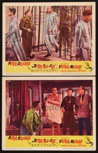 6g849 AFTER THE FOX 2 LCs '66 De Sica's Caccia alla Volpe, wacky Peter Sellers!