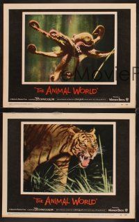 6g792 ANIMAL WORLD 3 LCs '56 great images of octopus, monkey & tiger!