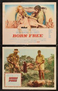 6g090 BORN FREE 8 LCs '66 great images of Virginia McKenna & Bill Travers with Elsa the lioness!