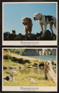 6g225 HOMEWARD BOUND 8 LCs '93 Walt Disney, great cute images of dogs & cat!