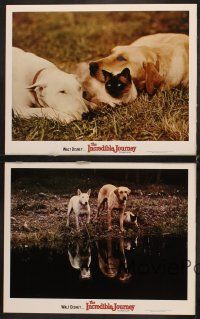 6g737 INCREDIBLE JOURNEY 4 LCs R69 Disney, Bull Terrier, Siamese cat & Labrador Retriever!