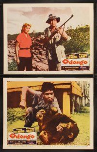 6g542 ODONGO 7 LCs '56 Rhonda Fleming & Macdonald Carey in an African frontier adventure!