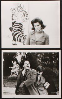 6z153 TIGER & THE PUSSYCAT 12 8x10 stills '67 Il Tigre, sexy Ann-Margret, Vittorio Gassman!