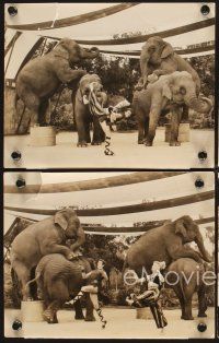 7f502 JUPITER'S DARLING 4 7.25x9.25 stills '55 Marge & Gower Champion performing with elephants!