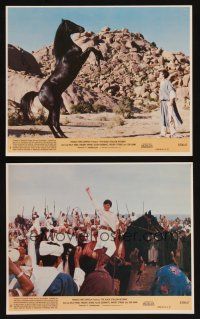 7x888 BLACK STALLION RETURNS 2 8x10 mini LCs '83 really cool image of boy & horse!