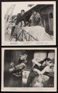 7x315 BACK TO GOD'S COUNTRY 8 8x10 stills '53 Rock Hudson, from the novel by James Oliver Curwood!