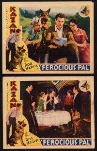9g859 FEROCIOUS PAL 2 LCs '34 great image of Kazan the Wonder Dog reading letter and at table!