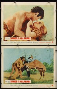 9g340 SANDS OF THE KALAHARI 8 LCs '65 Stuart Whitman, Stanley Baker, Susannah York!