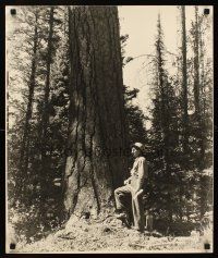 9w236 RANGER BOB BAILEY & PONDEROSA PINE special 20x24 60s cool image of huge tree!