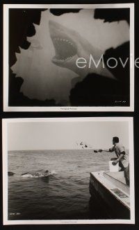 9y748 JAWS 4 8x10 stills '75 Peter Benchley candid, cool shark images, including underwater!