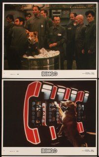 9y151 BINGO 8 8x10 mini LCs '91 Cindy Williams, dog adventure comedy, great canine images!