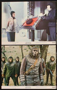 1f079 BATTLE FOR THE PLANET OF THE APES 8 color 11x14 stills '73 Roddy McDowall, sci-fi sequel!