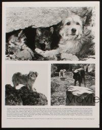1x750 BENJI THE HUNTED presskit w/5 stills '87 great c/u of Disney Border Terrier & cute cougar cubs