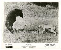 2s662 OLD YELLER 8x10 still '57 great image of Disney's classic canine hero facing down a bear!