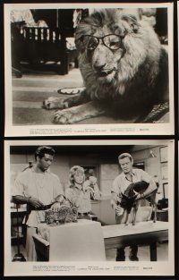 3w266 CLARENCE THE CROSS-EYED LION 6 8x10 stills R72 Africa safari, wacky images with lion!