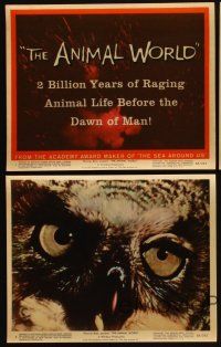 4p192 ANIMAL WORLD 4 color 8x10 stills '56 Irwin Allen documentary, great animal images +title card