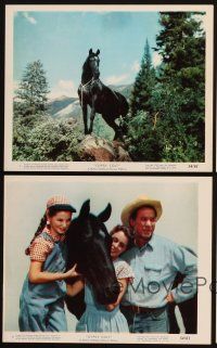 4p198 GYPSY COLT 4 color 8x10 stills '54 Ward Bond, Frances Dee, Donna Corcoran & wild stallion!