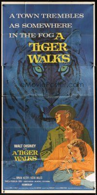 4s836 TIGER WALKS 3sh '64 Walt Disney, art of Brian Keith standing by huge tiger!