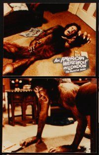 4x342 AMERICAN WEREWOLF IN LONDON 16 color Dutch 7.75x10 stills '81 great different horror images!