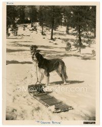 5d258 COUNTRY BEYOND 8x10 still '36 James Oliver Curwood, wonderful image of Buck the dog w/sled!