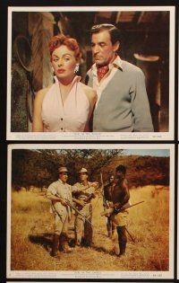 5g036 DUEL IN THE JUNGLE 8 color 8x10 stills '54 Dana Andrews & sexy Jeanne Crain in Africa!