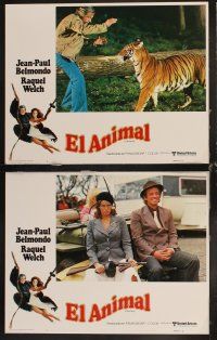 6d085 ANIMAL 8 Spanish/U.S. LCs '77 Jean-Paul Belmondo, Raquel Welch, Dany Saval