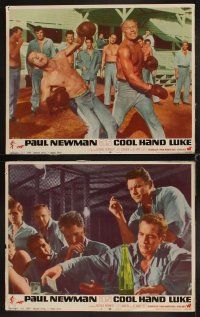 6d204 COOL HAND LUKE 8 LCs '67 Paul Newman prison escape classic, wonderful scenes!