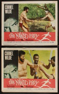 6d541 NAKED PREY 8 LCs '65 Cornel Wilde stripped and weaponless in Africa running from killers!