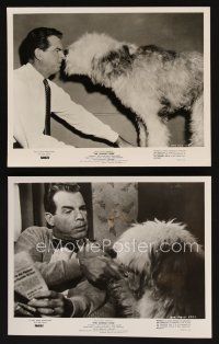 6f818 SHAGGY DOG 2 8x10 stills '59 Disney, Fred MacMurray in the funniest sheep dog story ever!