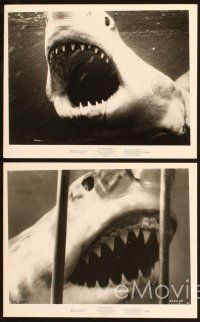 6f202 BLUE WATER, WHITE DEATH 23 8x10 stills '71 cool images of great white shark & scuba divers!