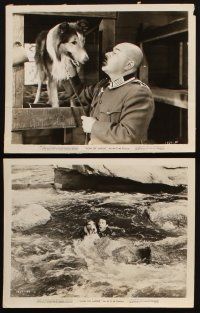 6f416 SON OF LASSIE 7 8x10 stills '45 Peter Lawford, Donald Crisp, great heroic dog images!