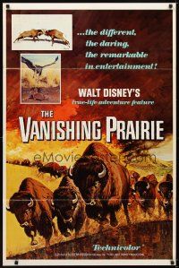6x762 VANISHING PRAIRIE 1sh R68 Walt Disney True-Life Adventure, cool art of stampeding buffalo!