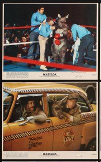 6z111 MATILDA 8 8x10 mini LCs '78 Elliott Gould, wacky boxing kangaroo images!