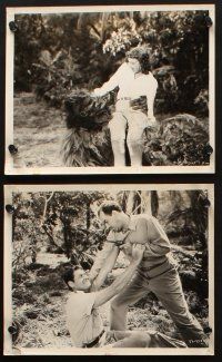 8d448 MARK OF THE GORILLA 8 8x10 stills '51 jungle explorer Johnny Weissmuller, Trudy Marshall