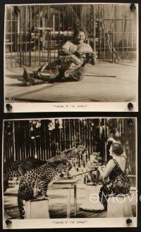 8w362 TAMING OF THE JUNGLE 5 7.75x9.5 stills '30s awesome lion, leopard and big cat images!