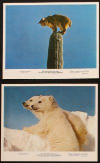 8w565 BEST OF WALT DISNEY'S TRUE-LIFE ADVENTURES 8 color 8x10 stills '75 cool animal images!