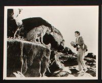 9j241 MAYA 19 8x10 stills '66 John Berry directed, Clint Walker & Jay North, cool animal images!