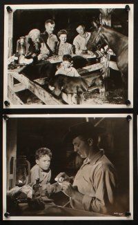 9j551 RED PONY 7 8x10 stills '49 Robert Mitchum is Myrna Loy's ranch hand, John Steinbeck!